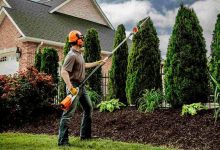 how-professional-tree-pruning-can-transform-your-landscape