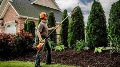 how-professional-tree-pruning-can-transform-your-landscape