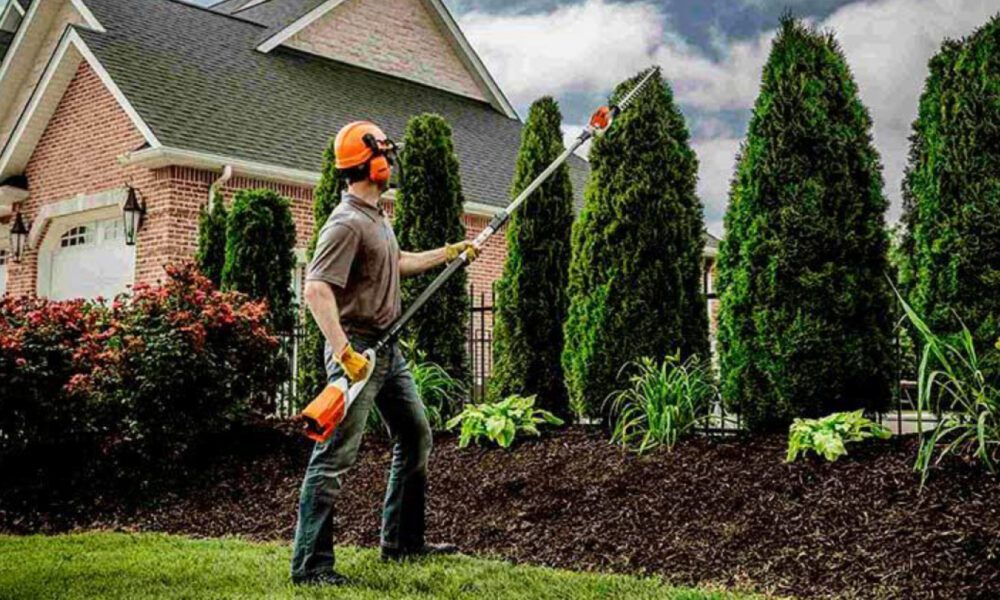 how-professional-tree-pruning-can-transform-your-landscape